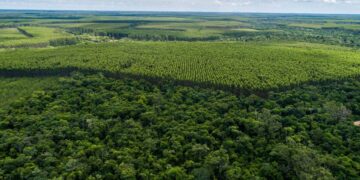 Perspectivas para a agenda socioambiental em 2025