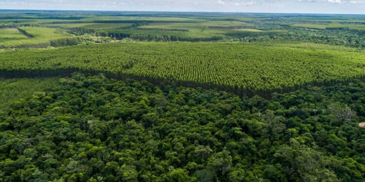 Perspectivas para a agenda socioambiental em 2025