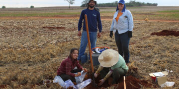 Pesquisa pioneira em culturas de cobertura abre portas para agricultura mais sustentável no Brasil
