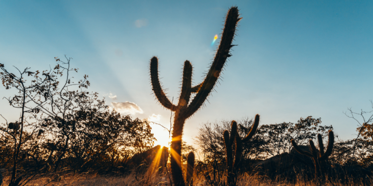 Iniciativa busca fortalecer as cadeias estratégicas de empresas sustentáveis