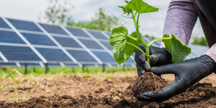 Novo horizonte ao agro sustentável em 2025