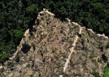 Florestas públicas na Amazônia enfrentam risco crescente de grilagem e desmatamento