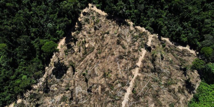 Florestas públicas na Amazônia enfrentam risco crescente de grilagem e desmatamento