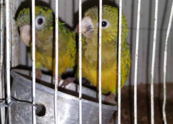 Ibama participa de operação contra tráfico de animais silvestres vendidos na internet em PE