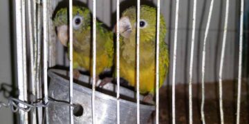 Ibama participa de operação contra tráfico de animais silvestres vendidos na internet em PE