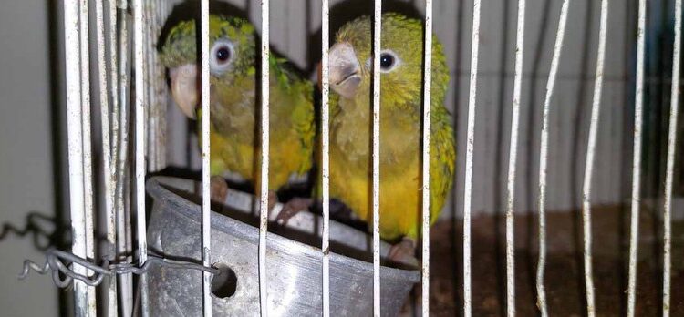 Ibama participa de operação contra tráfico de animais silvestres vendidos na internet em PE