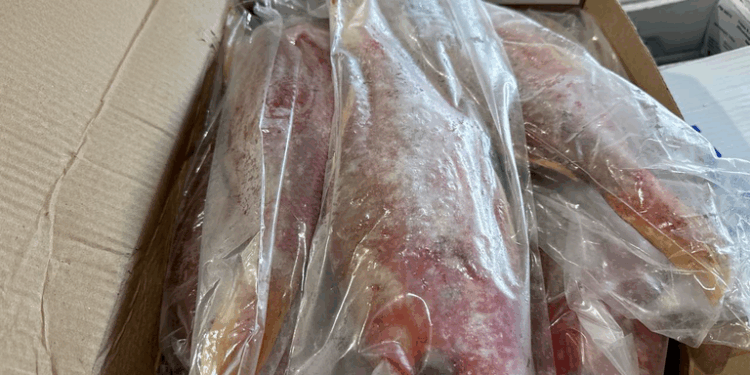 Ibama apreende 12,5 toneladas de pescado irregular no Ceará
