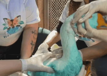 Empresas são multadas por derramamento de corante que tingiu rio em Jundiaí