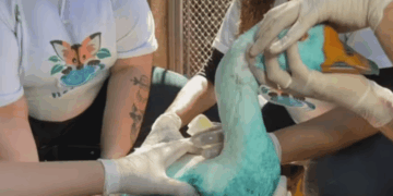 Empresas são multadas por derramamento de corante que tingiu rio em Jundiaí