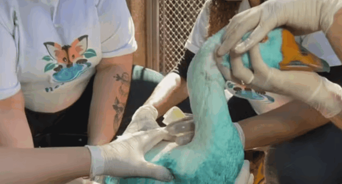 Empresas são multadas por derramamento de corante que tingiu rio em Jundiaí