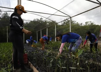 Título: Projeto protege manguezais na Amazônia com apoio das comunidades locais