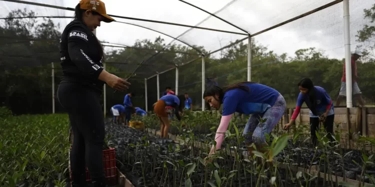Título: Projeto protege manguezais na Amazônia com apoio das comunidades locais