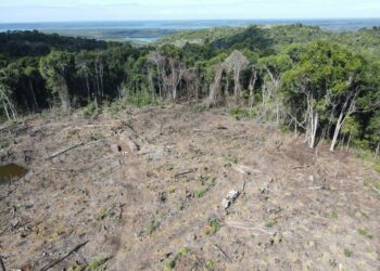 Ibama Embarga Áreas e Aplica Multas em Megaoperação Contra Desmatamento na Mata Atlântica