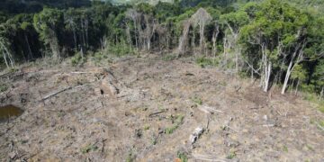 Ibama Embarga Áreas e Aplica Multas em Megaoperação Contra Desmatamento na Mata Atlântica