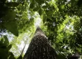 Potencial de crédito de carbono na Amazônia Legal pode ultrapassar US$ 21 bilhões até 2030