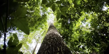 Potencial de crédito de carbono na Amazônia Legal pode ultrapassar US$ 21 bilhões até 2030