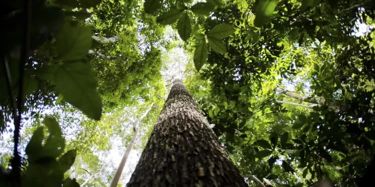 Potencial de crédito de carbono na Amazônia Legal pode ultrapassar US$ 21 bilhões até 2030