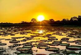 Pantanal em Foco: Oficina Debate Áreas Prioritárias para Recuperação da Vegetação Nativa