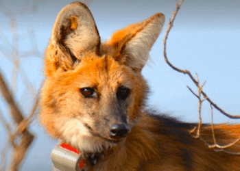 Lobo-guará é devolvido à natureza no Espírito Santo em ação conjunta do Ibama e órgãos ambientais