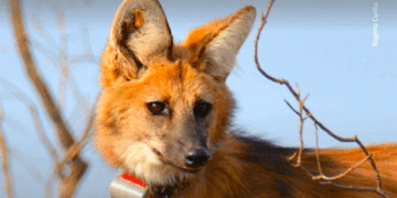 Lobo-guará é devolvido à natureza no Espírito Santo em ação conjunta do Ibama e órgãos ambientais