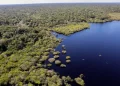 Fundo Amazônia bate recorde e destina mais de R$ 1 bilhão em 2025