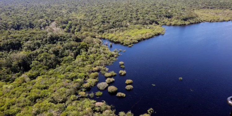 Fundo Amazônia bate recorde e destina mais de R$ 1 bilhão em 2025