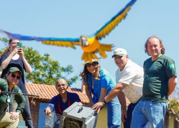 Ibama e Cetas protagonizam reinserção de 42 animais no Cerrado com presença de Marina Silva e primeira-dama